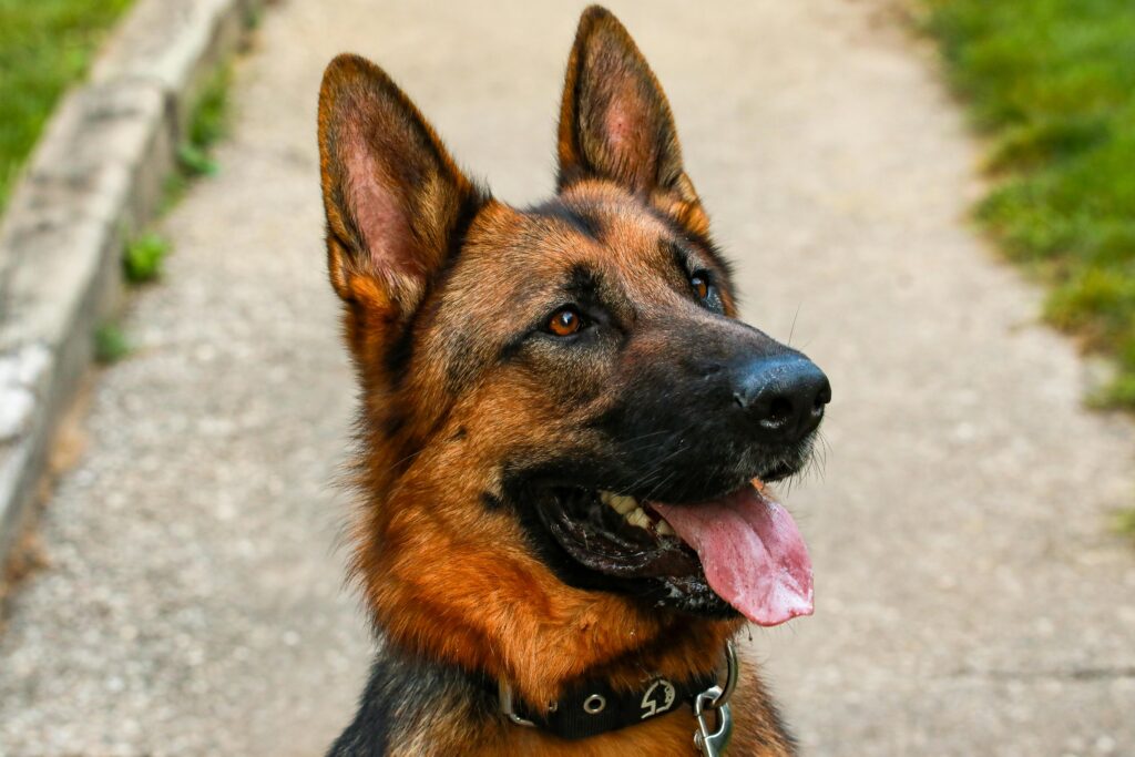 Say Goodbye to Messy Cleanup with Earth Rated Dog Poop Bags!